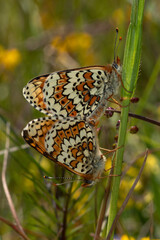 Obraz premium Wegerich-Scheckenfalter - Melitaea cinxia, Bad Münstereifel, 29.05.2021