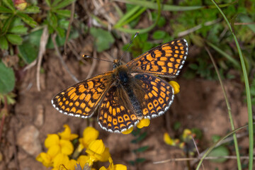 Wegerich-Scheckenfalter - Melitaea cinxia, Bad Münstereifel, 29.05.2021
