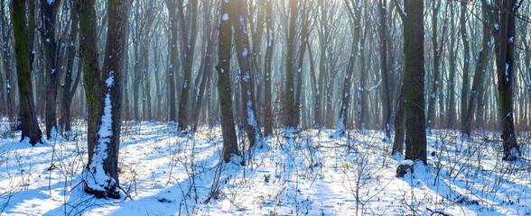 Snow-covered winter forest with bare trees in sunny weather, panorama