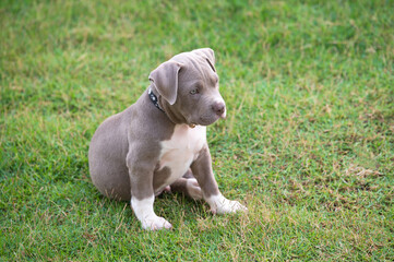 puppy sitting on the grass, American bully puppy dog, Pet funny and Cute