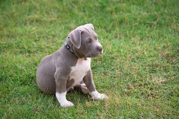 puppy sitting on the grass, American bully puppy dog, Pet funny and Cute