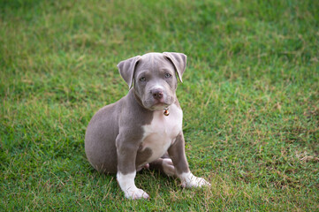 puppy sitting on the grass, American bully puppy dog, Pet funny and Cute