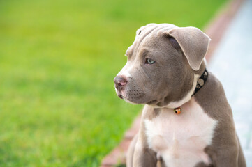 American bully puppy dog, Pet funny and Cute