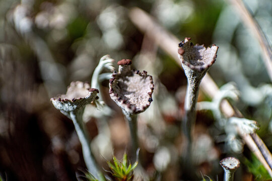 Closeup shot of Cladonia Fimbriata (trumpet cup lichen) growing in the field in Toksovo, Russia