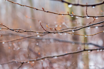Fototapeta na wymiar Raindrops on a bare branch in the spring during the melting snow