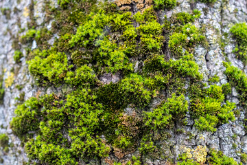 Green thick moss on a tree in the forest