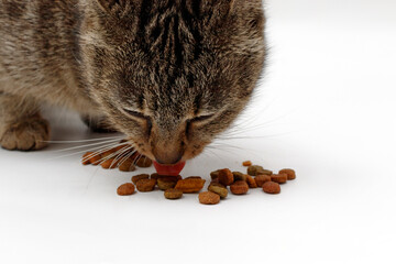 Cat eating food, pet feeding cat food