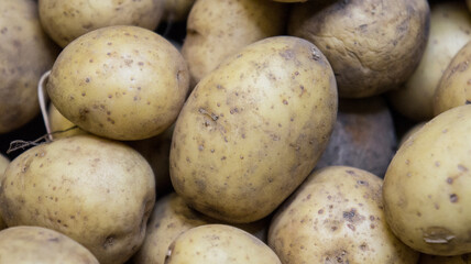 Plenty of fresh potatoes, harvest of potatoes