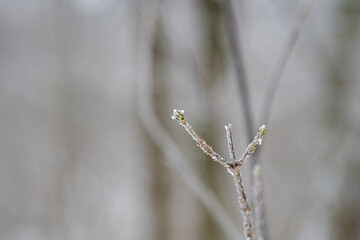 Ast mit Raureif und Reif überzogen
