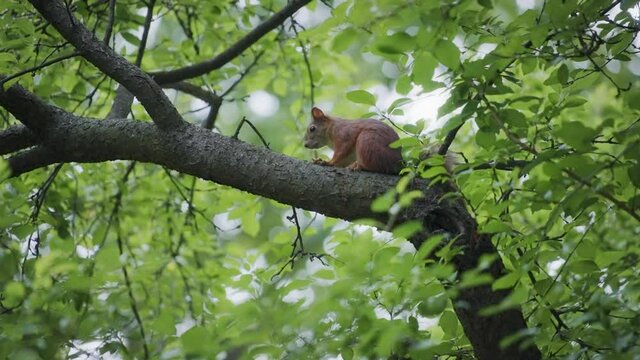 Cute little red squirrel sitting on a tree branch in a park. Slow motion, shallow depth of field. 