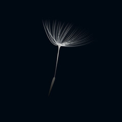 Grey and white  flying dandelion seed on dark background. Pattern for gift wrapping, holiday, decoration. Vector illustration