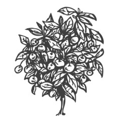 Vector hand draw cherry tree isolated on white background. Botanical illustration in sketch style. Design elements for branding organic healthy fresh food or market cover, banner, menu.