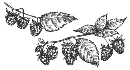Set of vector hand draw raspberries branches isolated on white background. Botanical illustration in sketch style. Design objects for branding organic healthy fresh food or market cover, banner, menu.