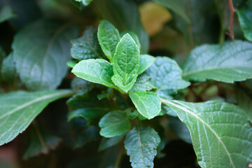 Basil leafs