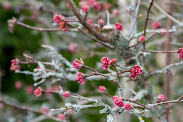 Winterschneeball mit rosa Blüten