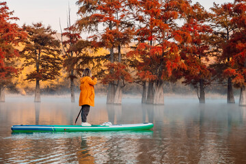 Woman relax on stand up paddle board at the lake with autumnal Taxodium trees in morning.