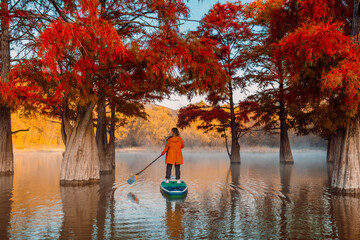 Woman on stand up paddle board at the lake with autumnal Taxodium trees in morning. Woman on SUP...