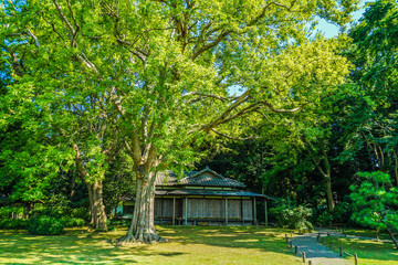 Obraz premium 六義園の新緑
