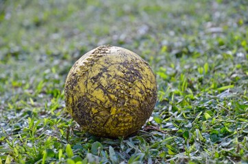 Pelota mordida