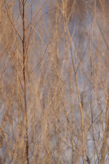 background for photo, soft focus, plants without focus, pastel color. Tree branch close up without leaves.
