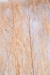 background for photo, soft focus, plants without focus, pastel color. Tree branch close up without leaves.