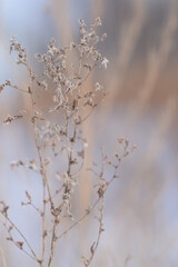 background for photo, soft focus, plants without focus, pastel color. Tree branch close up without leaves.
