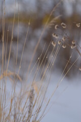 background for photo, soft focus, plants without focus, pastel color. Tree branch close up without leaves.