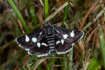 Ginster-Fleckenzünsler - Eurrhypis pollinalis, Bad Münstereifel, 29.05.2021