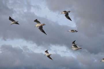 Seagull in flight against a cloudy sky. Birds, animals, nature, flight, wildlife