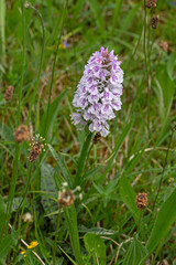 Wiese, Lewertbachtal, Eifel, geflecktes Knabenkraut