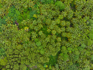 Palm tree background
