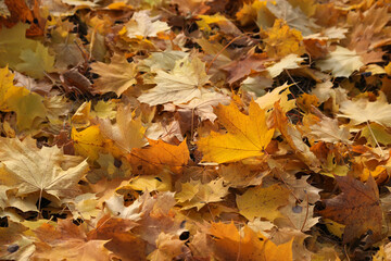 Obraz premium Autumn bright golden leaves of maple tree on the ground