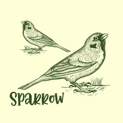Hand Drawing Sparrow . Cross Hatching Sparrow Retro Vintage Isolated Hand Drawing Sparrow Illustration Vector Image  