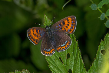 Lycaena helle, Lewertbachtal, Blauschillernder Feuerfalter, Weibchen, 12.06.2021