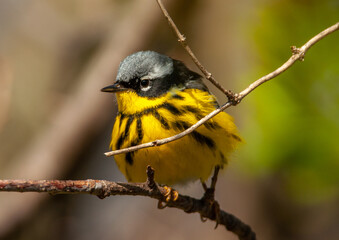 Magnolia Warbler