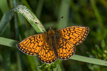 Lewertbachtal, Boloria eunomia, Randring-Perlmuttfalter, 16.06.2021
