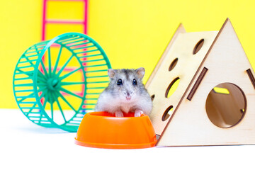A cute little hamster, living in a small house with a bowl and wheel on yellow background