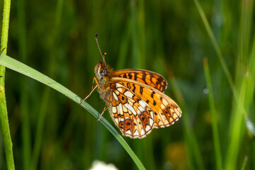 Lewertbachtal, Boloria selene, Braunfleckiger Perlmuttfalter, 16.06.2021