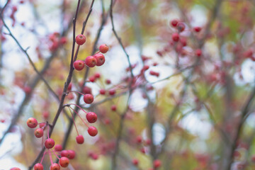 Red small fruits of a wild forest apple tree on a tree with fallen leaves in autumn