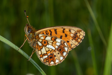 Lewertbachtal, Boloria selene, Braunfleckiger Perlmuttfalter, 16.06.2021