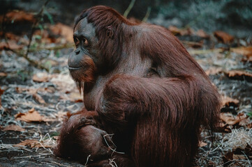 Fototapeta premium Portrait eines jungen männlichen Borneo-Orang-Utan (Pongo pygmaeus) in einem Zoo, Münster, Deutschland