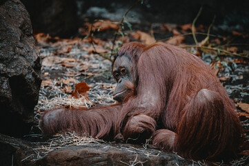 Portrait eines jungen männlichen Borneo-Orang-Utan (Pongo pygmaeus) in einem Zoo, Münster, Deutschland