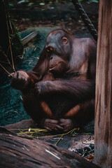 Portrait eines jungen weiblichen Borneo-Orang-Utan (Pongo pygmaeus) in einem Zoo, Münster, Deutschland