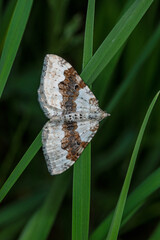 Schwarzbraunbinden-Blattspanner, Xanthorhoe montanata, Lewertbachtal, 16.06.2021