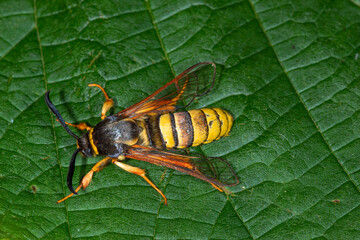 Sesia bembeciformis, Großer Weiden-Glasflügler, Leverkusen, 19.06.2021