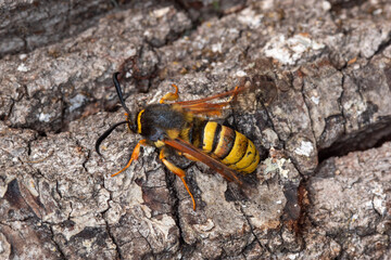 Sesia bembeciformis, Gro&szlig;er Weiden-Glasfl&uuml;gler, Leverkusen, 19.06.2021