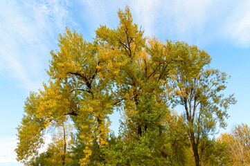 Fototapeta premium Peaks of autumn trees with yellow leaves against the blue sky.