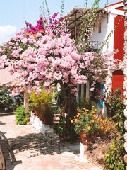 Bougainvillea street scene, Afionas, Corfu, Greece