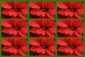 Red poinsettia flower (Euphorbia pulcherrima), also known as a Christmas star.