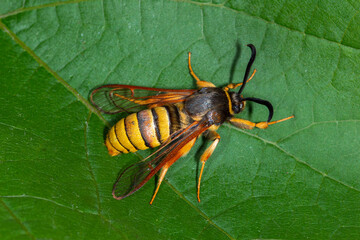 Sesia bembeciformis, Großer Weiden-Glasflügler, Leverkusen, 26.06.2021